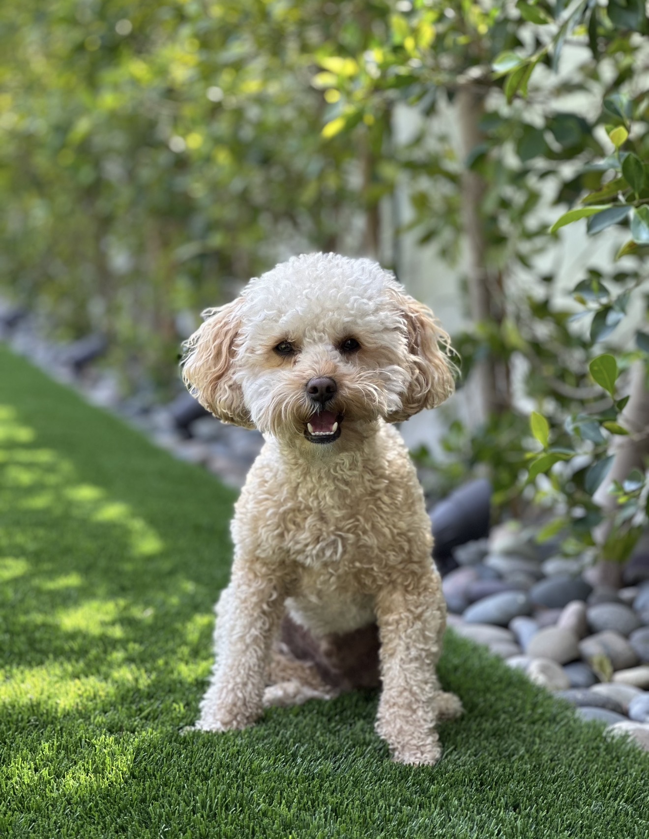 Benny smiling on the grass
