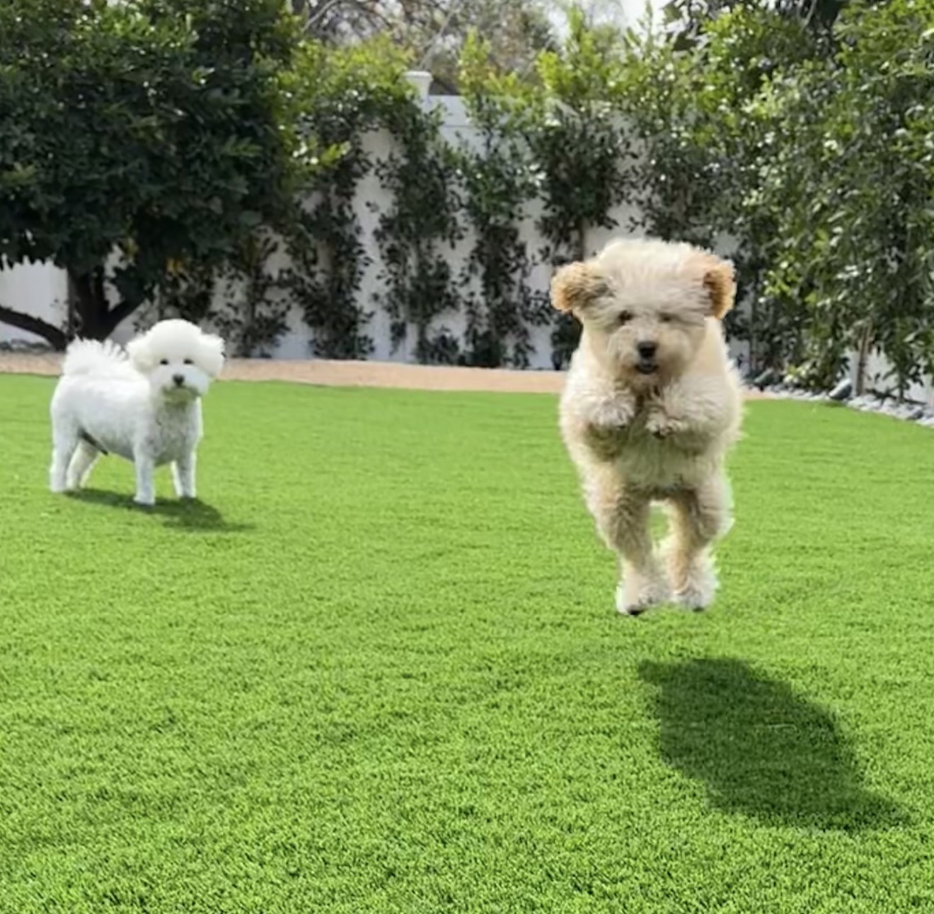 Cash resting outside on the grass