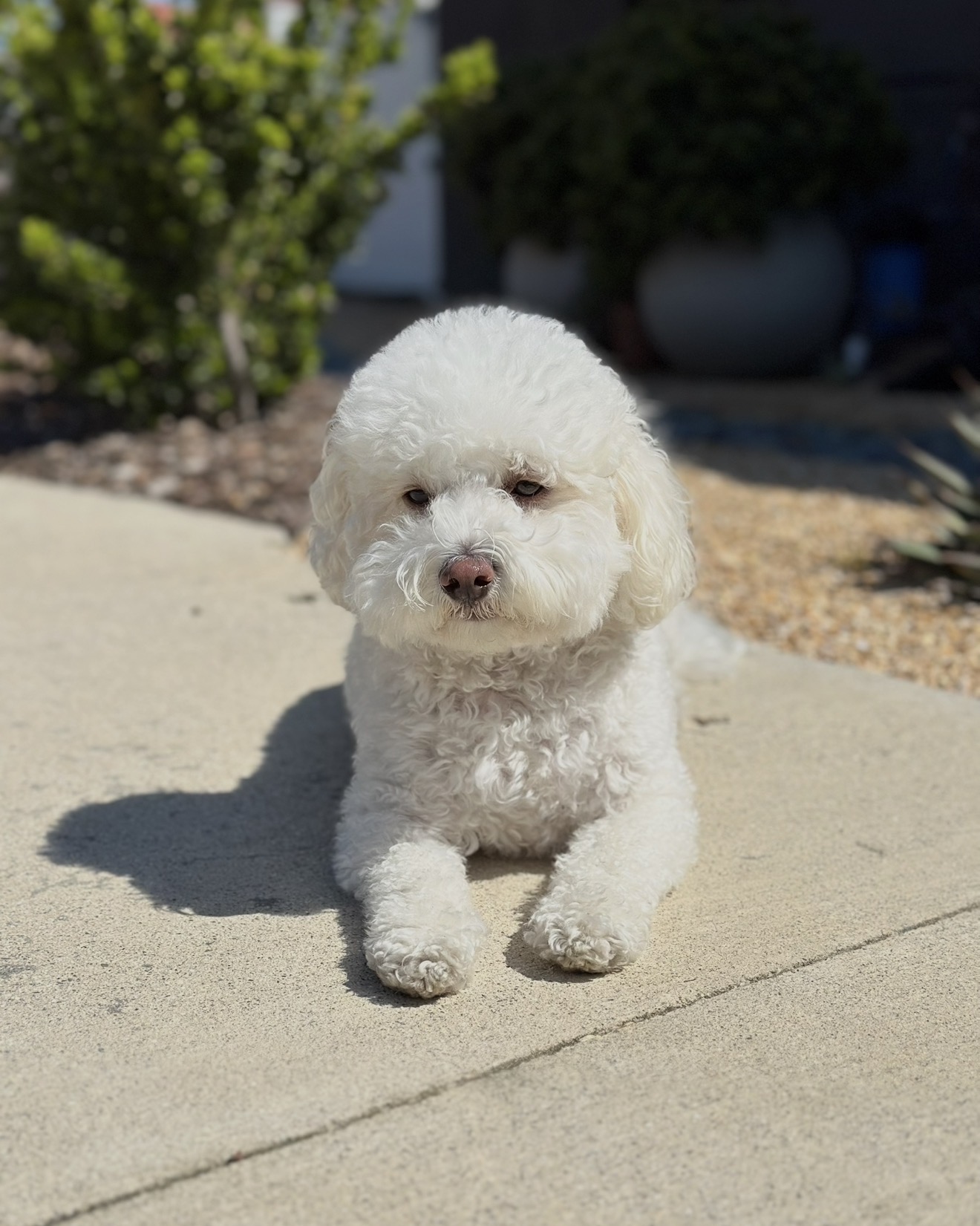 Cash indoors on a rug