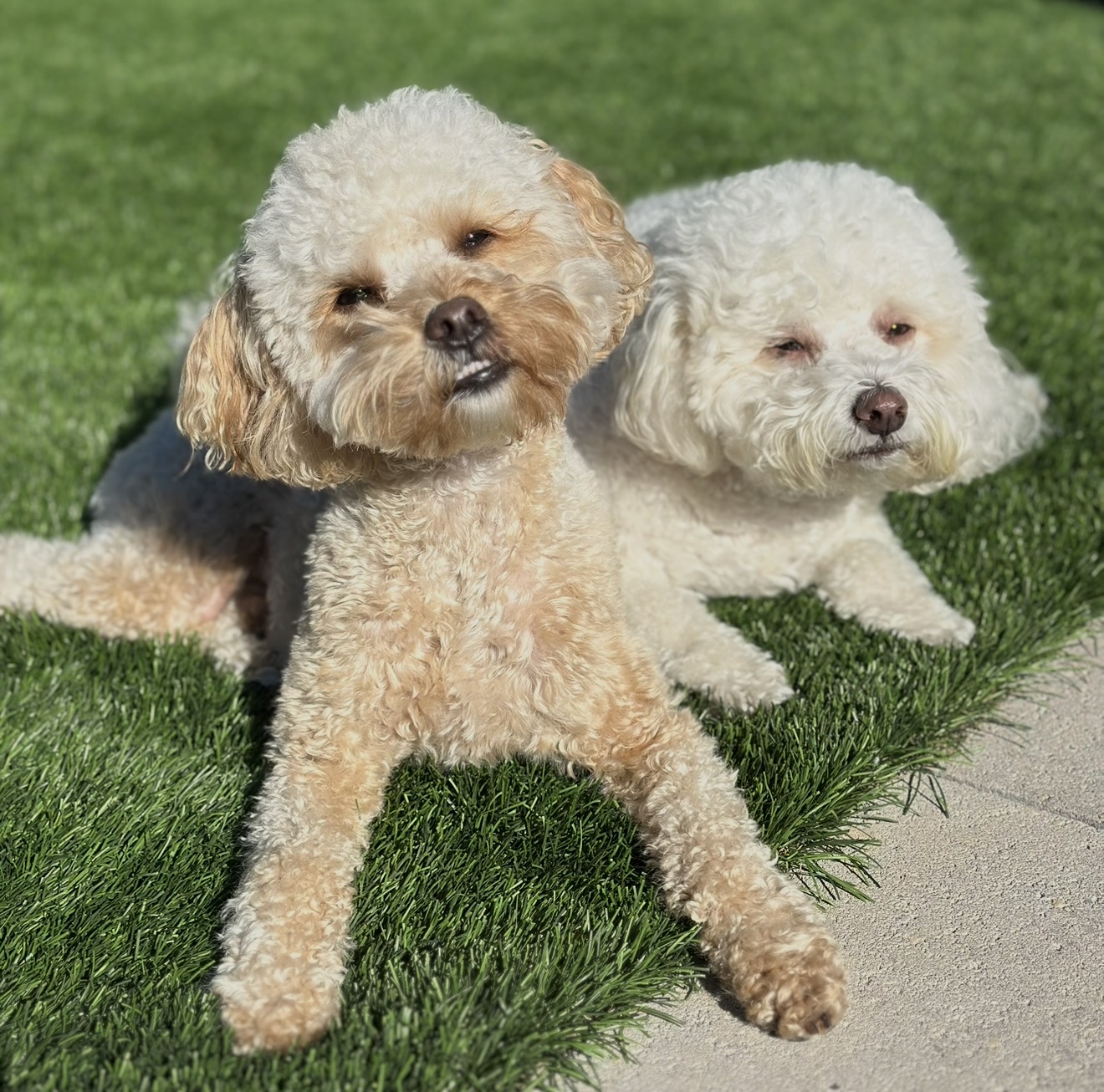 Cash and Benny together indoors on a rug