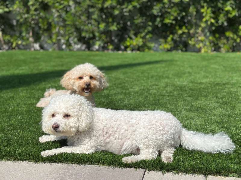 Cash and Benny together outside on the grass