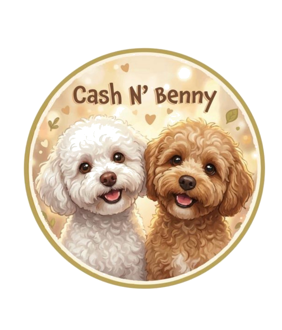 Cash N' Benny — Cash the white poodle and Benny the golden goldendoodle