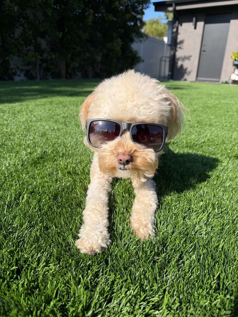 Benny wearing sunglasses on the grass