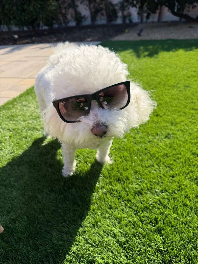 Cash wearing sunglasses on the grass